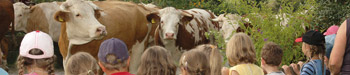 Kühe schauen und erleben für Kinder
